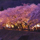 Miyagino Cherry blossom festival in Summer