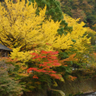 小田急線沿線から紅葉が綺麗