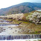 宮城野の川沿いは、早川は桜の名所